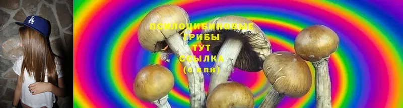 Галлюциногенные грибы Psilocybine cubensis  ОМГ ОМГ онион  Грозный 